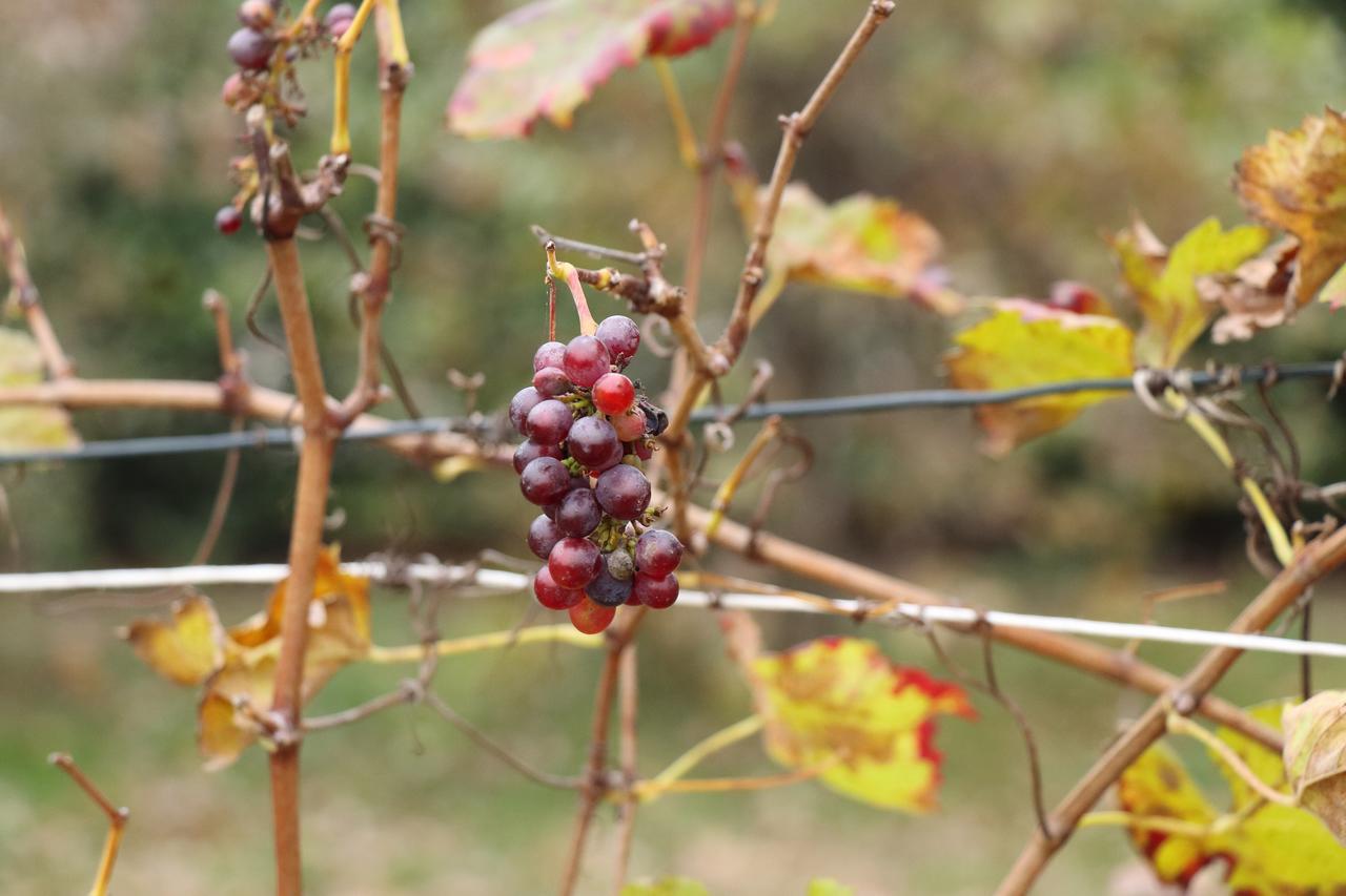 Le Magnolie Agriturismo Verolanuova Eksteriør bilde